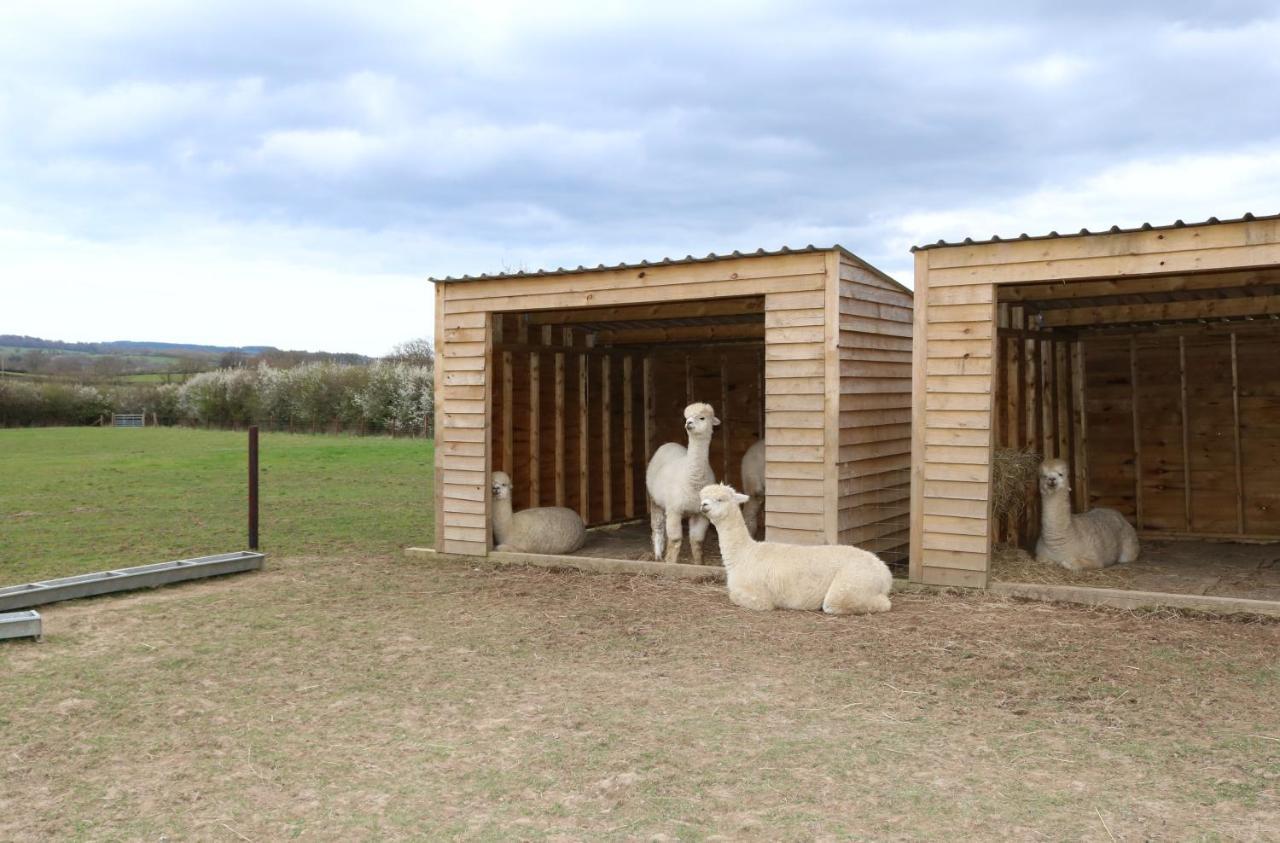 Dartmoor Reach Alpaca Farm Heated Cabins 5 Mins Drive To Dartmoor Bovey Tracey Exterior photo