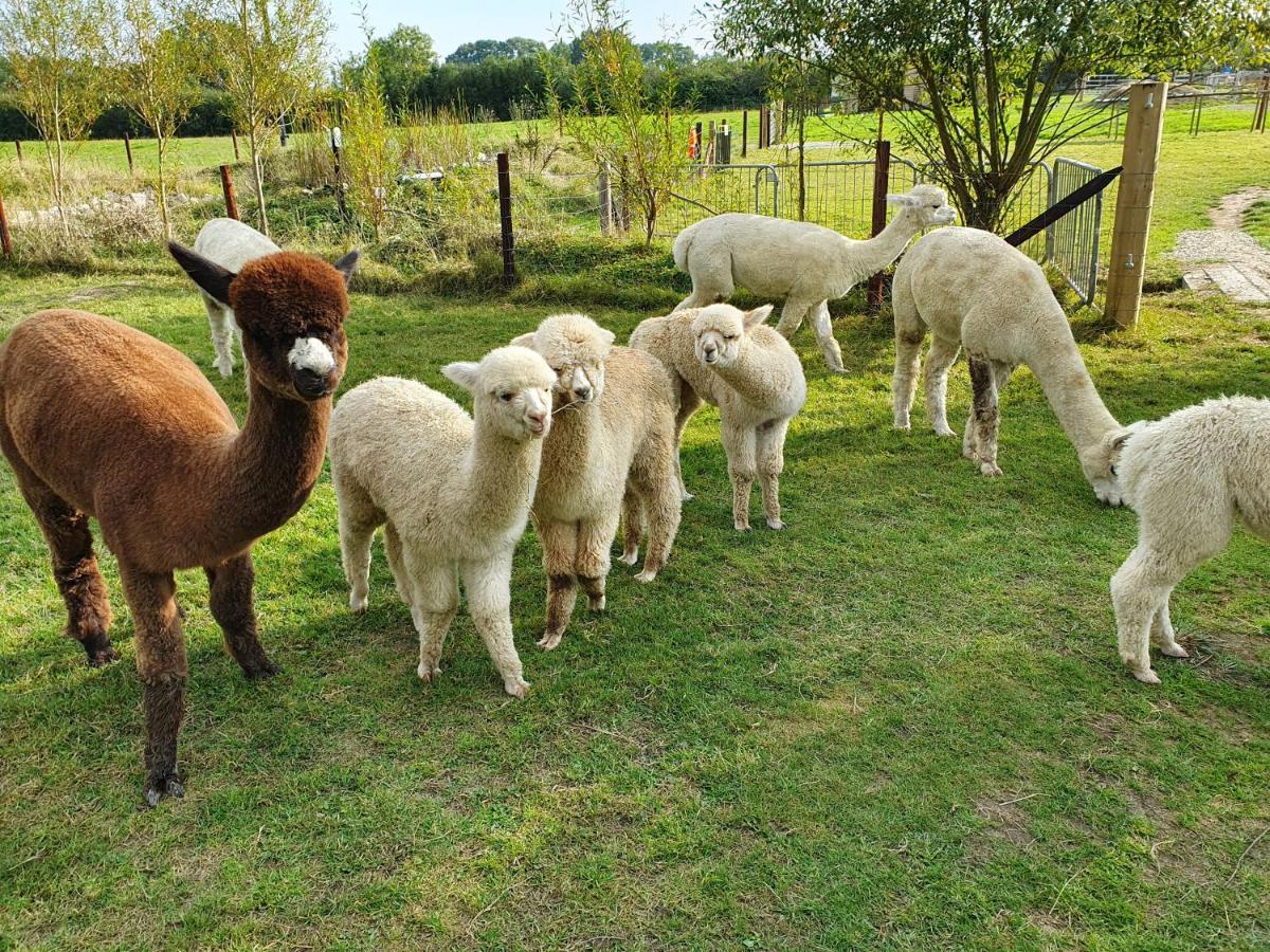 Dartmoor Reach Alpaca Farm Heated Cabins 5 Mins Drive To Dartmoor Bovey Tracey Exterior photo