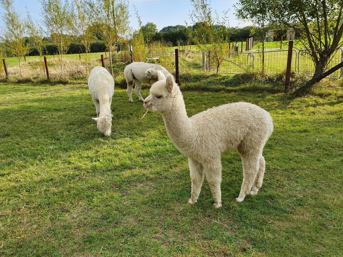 Dartmoor Reach Alpaca Farm Heated Cabins 5 Mins Drive To Dartmoor Bovey Tracey Exterior photo