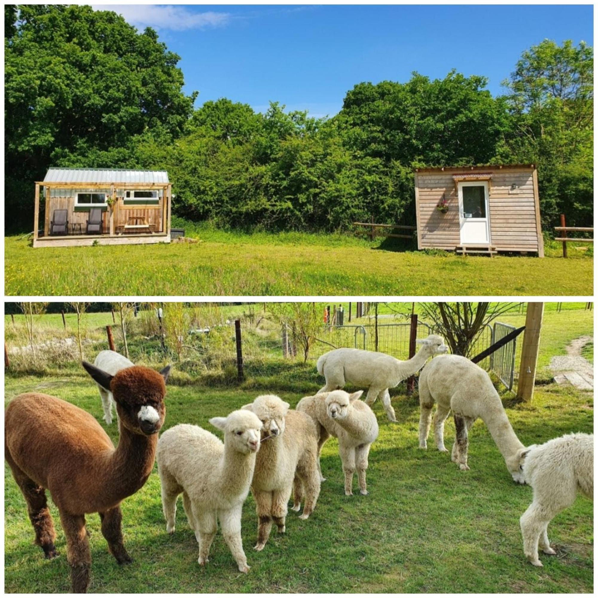 Dartmoor Reach Alpaca Farm Heated Cabins 5 Mins Drive To Dartmoor Bovey Tracey Room photo