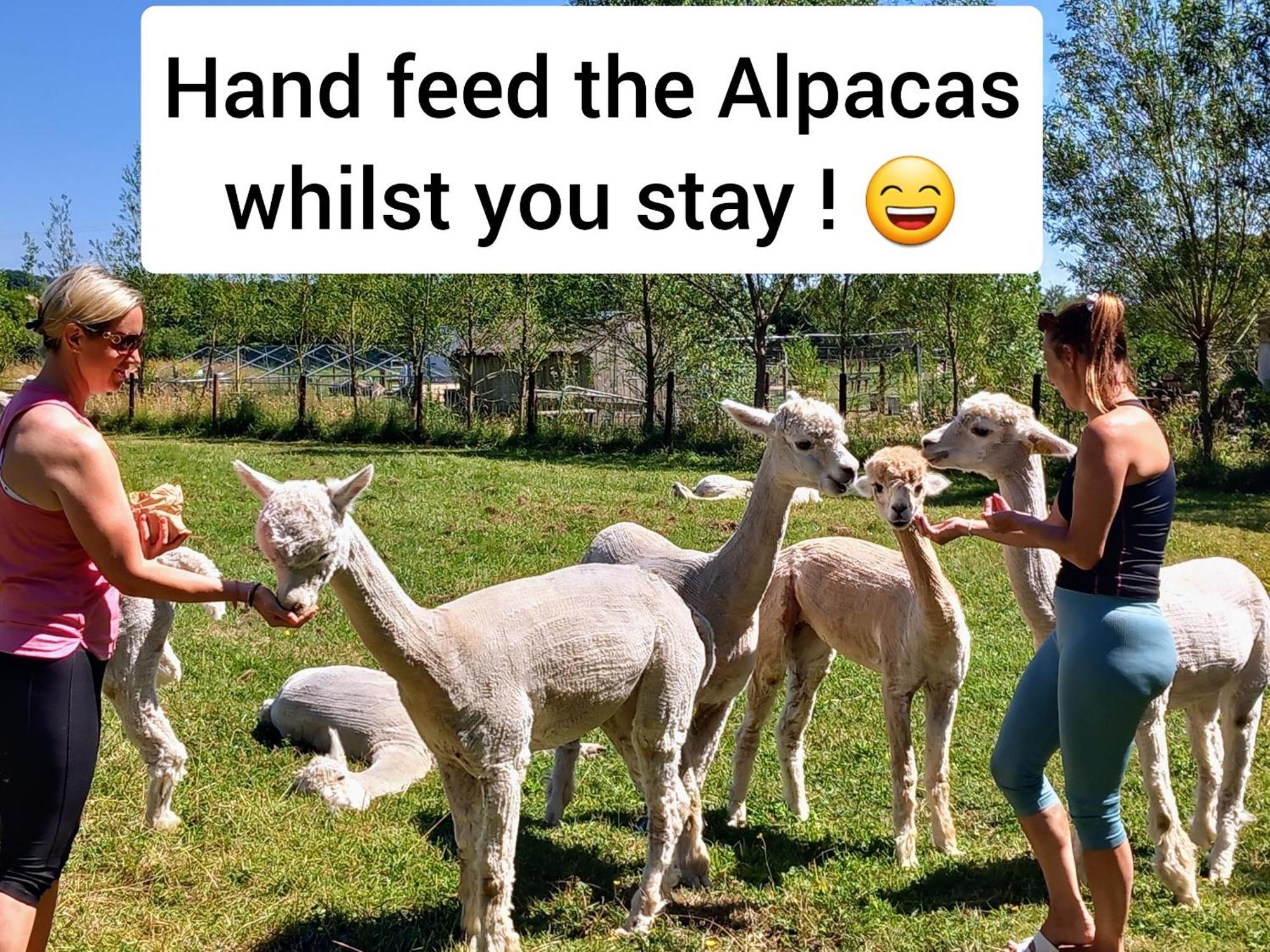 Dartmoor Reach Alpaca Farm Heated Cabins 5 Mins Drive To Dartmoor Bovey Tracey Exterior photo