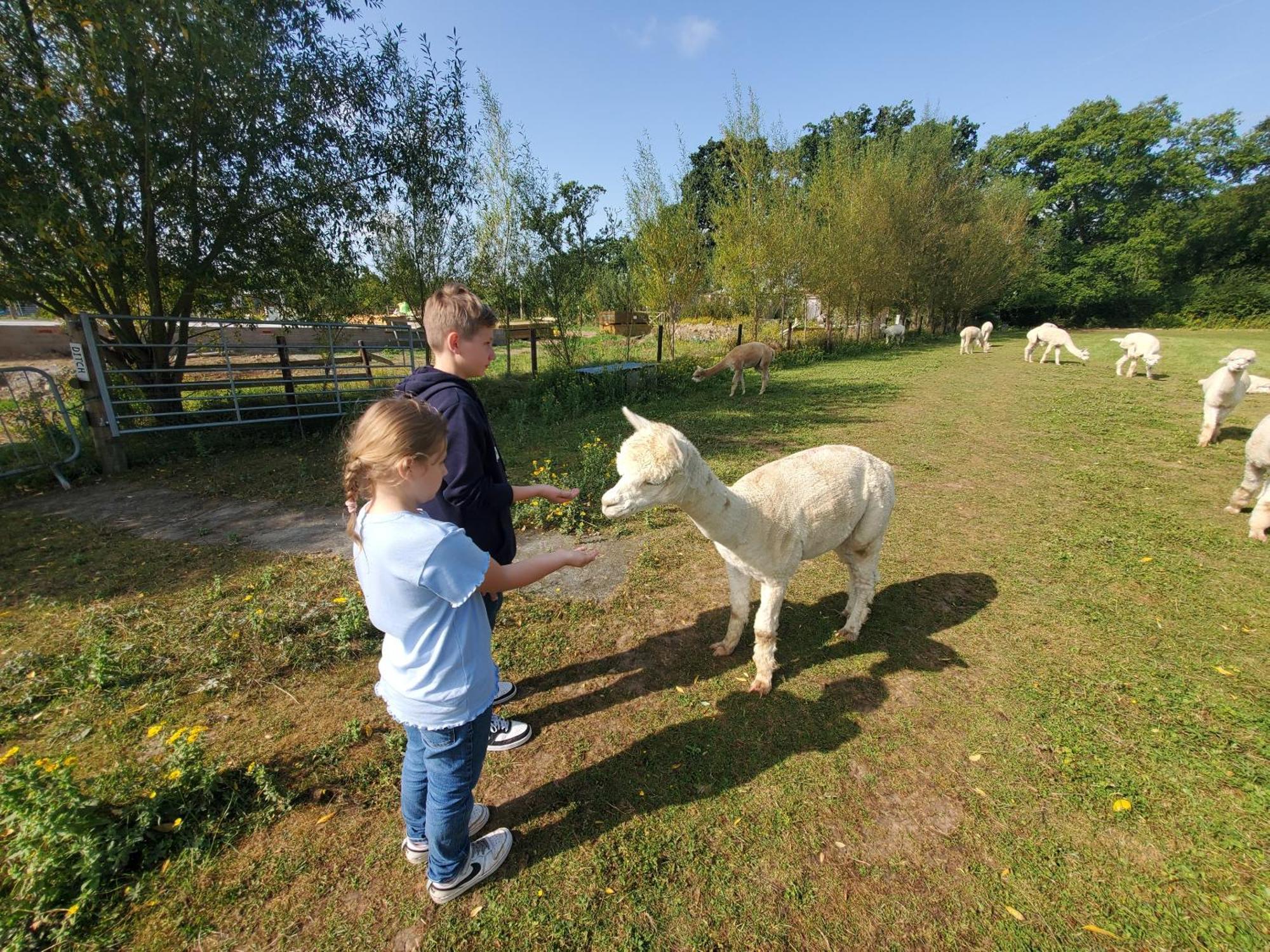 Dartmoor Reach Alpaca Farm Heated Cabins 5 Mins Drive To Dartmoor Bovey Tracey Exterior photo