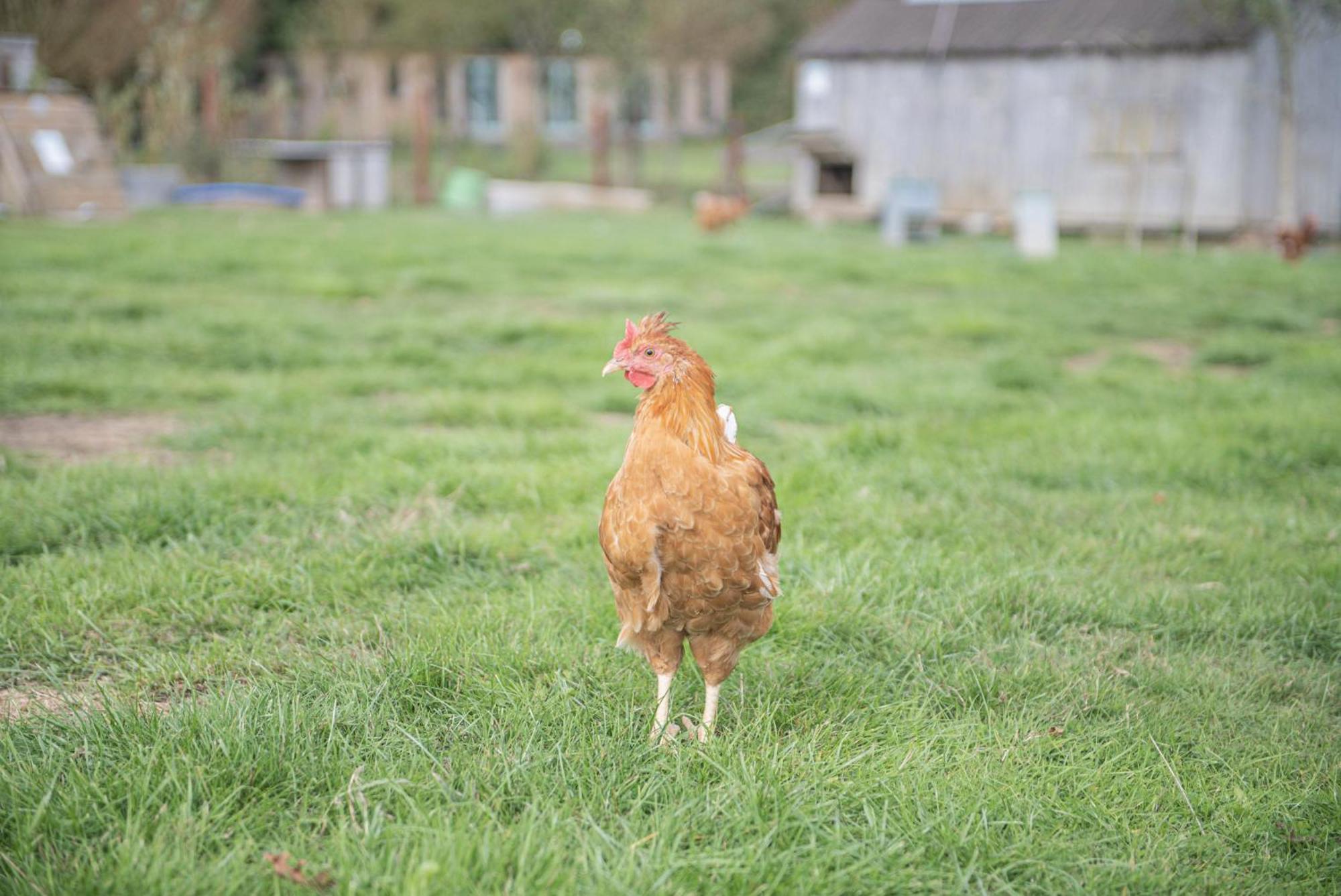 Dartmoor Reach Alpaca Farm Heated Cabins 5 Mins Drive To Dartmoor Bovey Tracey Room photo