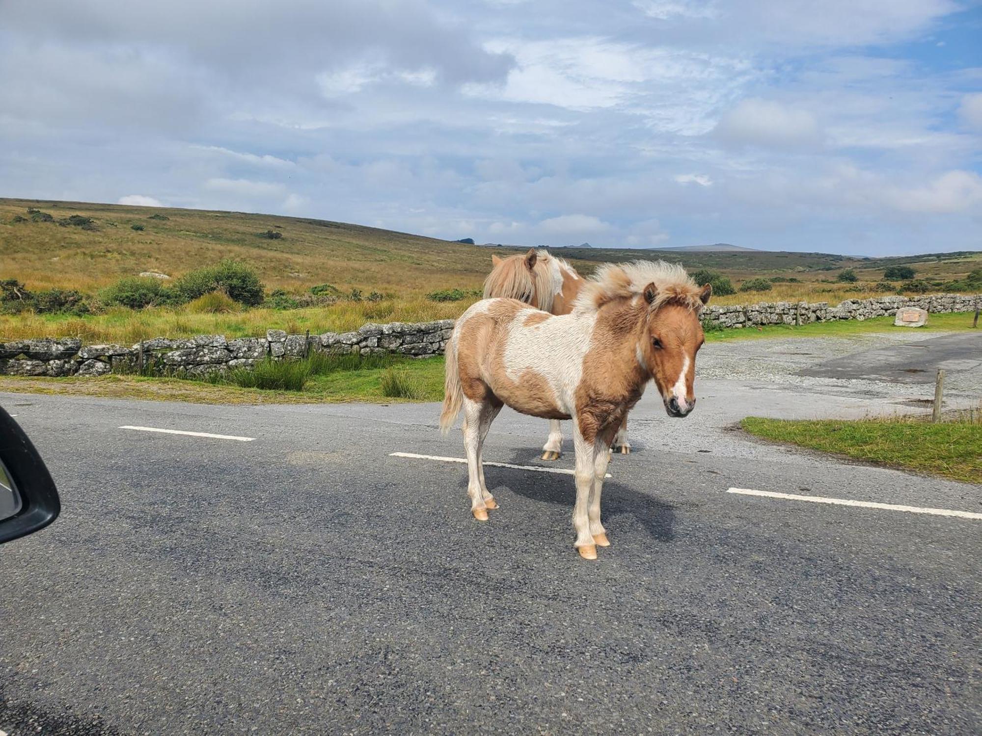 Dartmoor Reach Alpaca Farm Heated Cabins 5 Mins Drive To Dartmoor Bovey Tracey Exterior photo