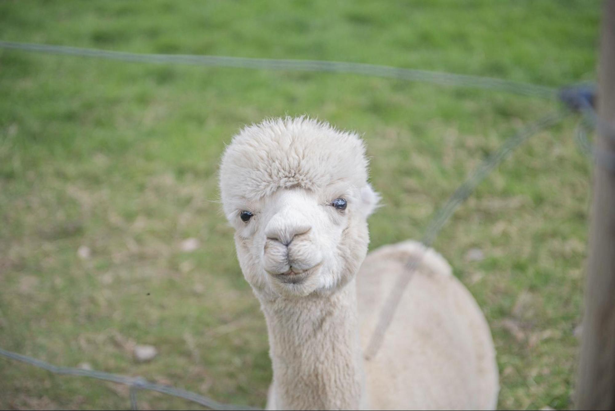 Dartmoor Reach Alpaca Farm Heated Cabins 5 Mins Drive To Dartmoor Bovey Tracey Exterior photo
