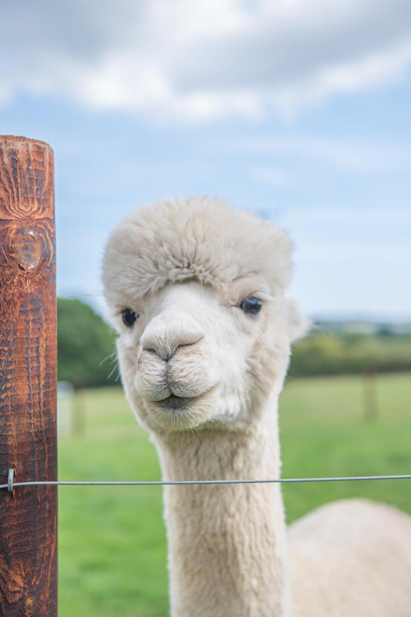 Dartmoor Reach Alpaca Farm Heated Cabins 5 Mins Drive To Dartmoor Bovey Tracey Room photo