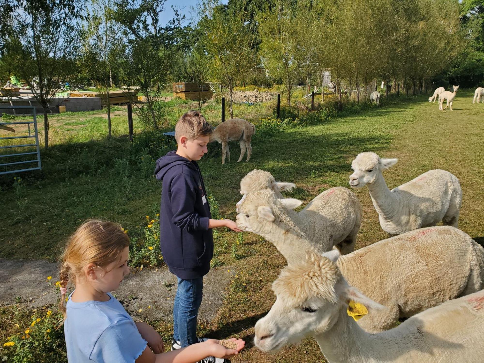 Dartmoor Reach Alpaca Farm Heated Cabins 5 Mins Drive To Dartmoor Bovey Tracey Exterior photo